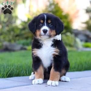 Jewel, Bernese Mountain Dog Puppy